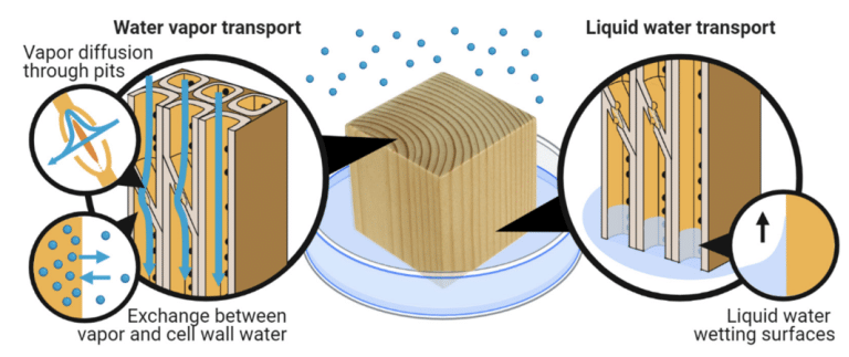 How Moisture Moves in Wood